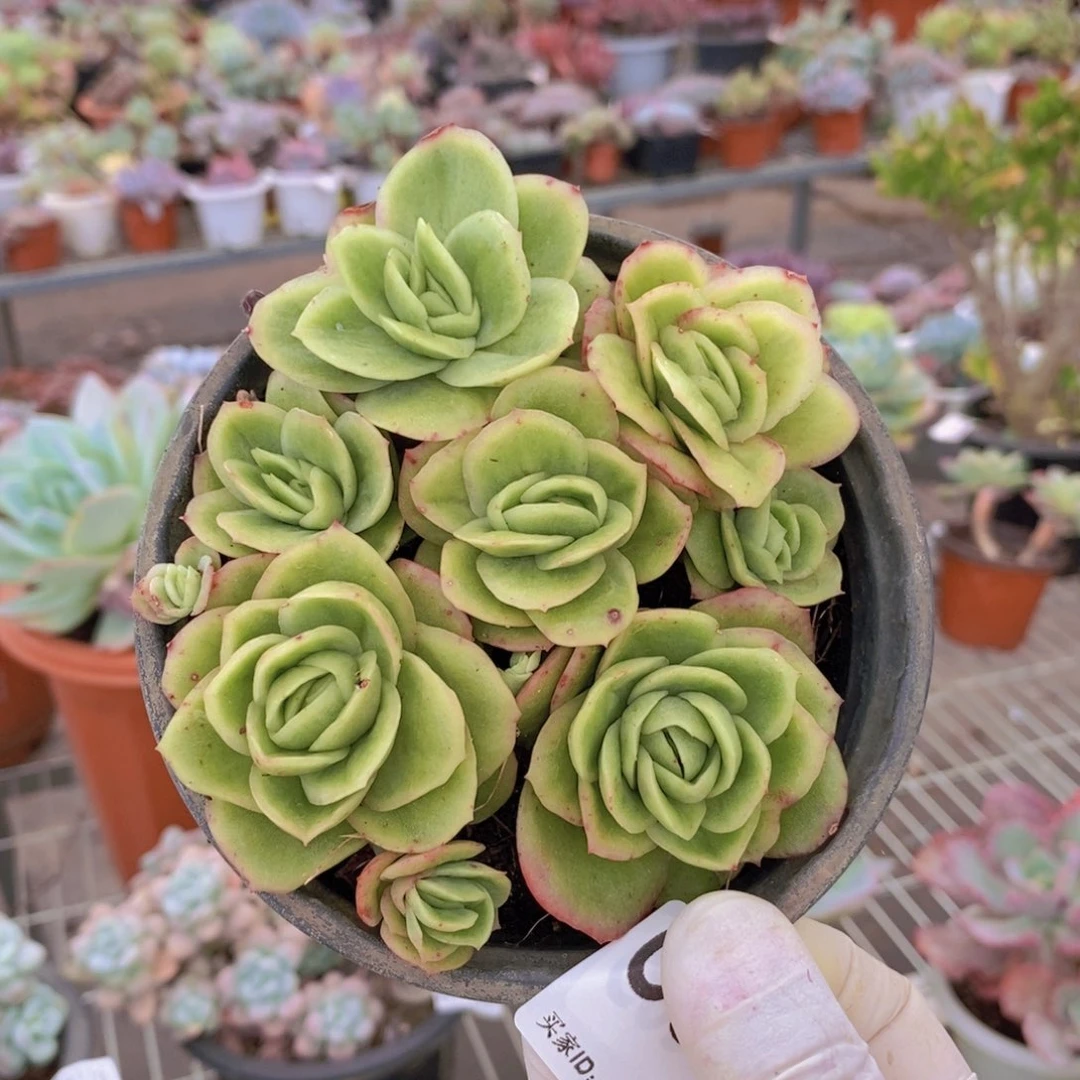 044冰玫瑰一物一拍