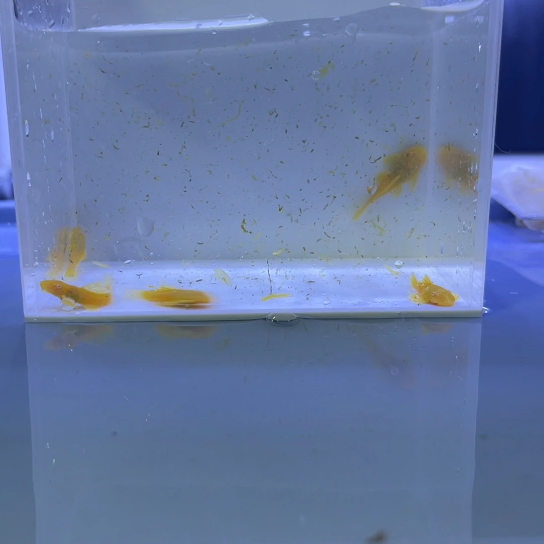 孔雀鱼胡子5条开箱视频报损