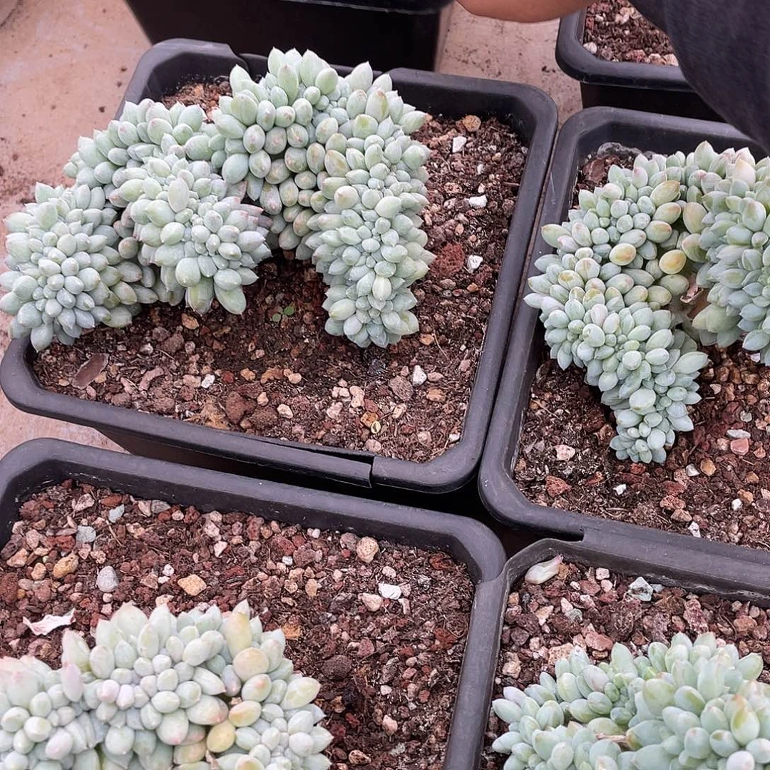 小叶奶糖缀化16厘米可挑