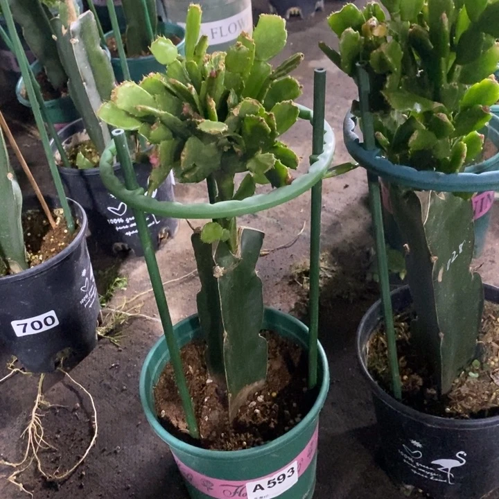 大部分花苞少量开放花*593嫁接020