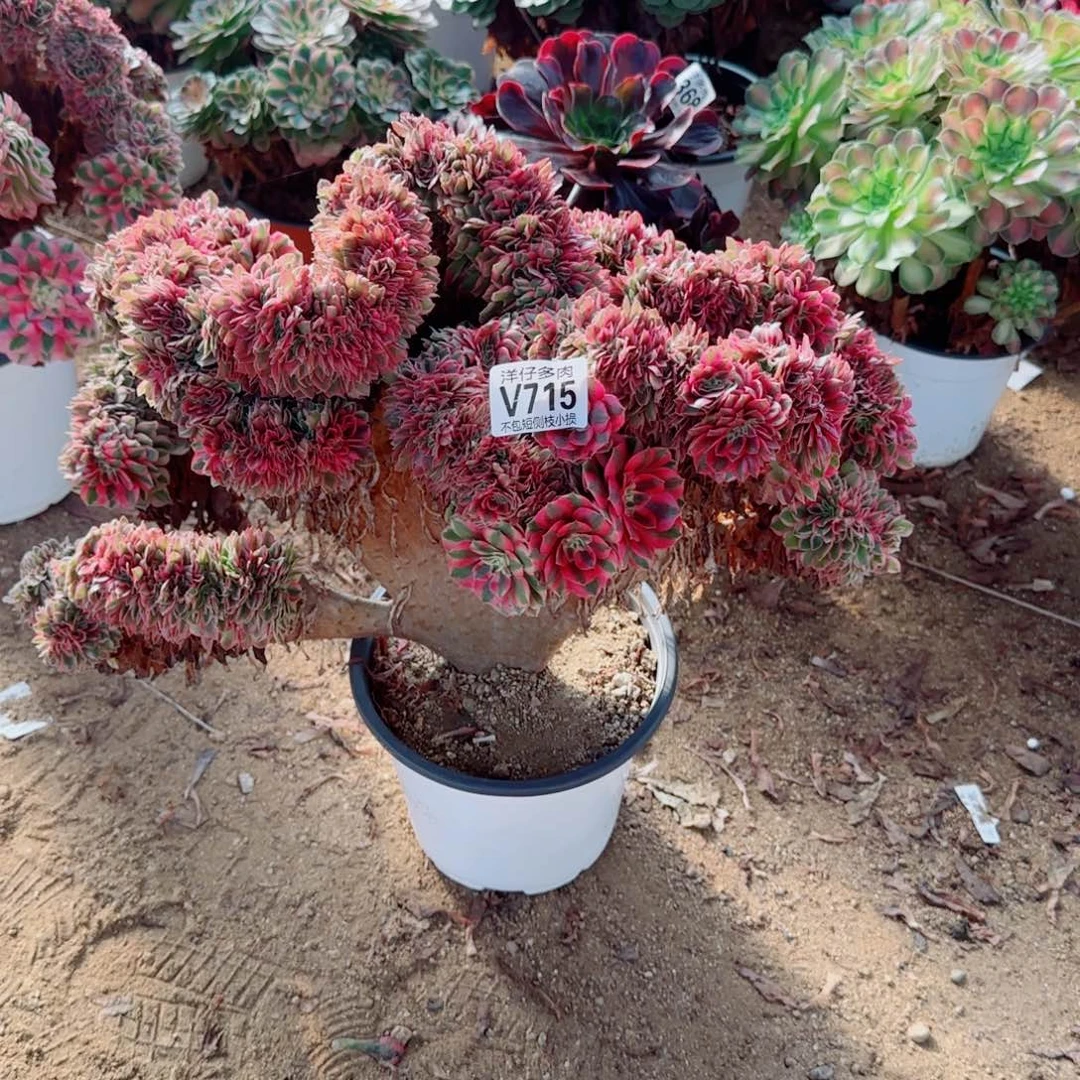 倾城缀化715冠幅45