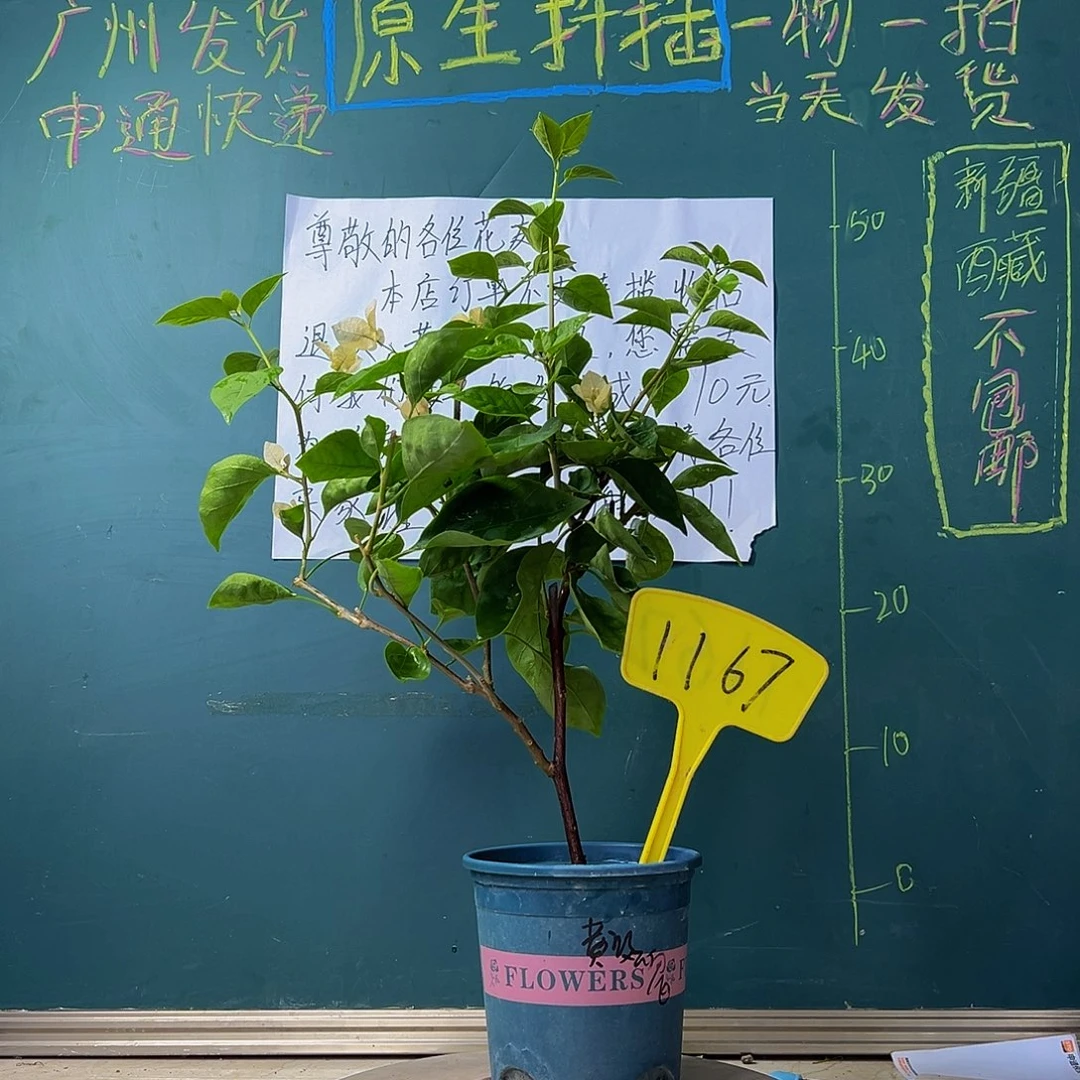 当前无花栽培后可以开花  黄玫瑰 1167