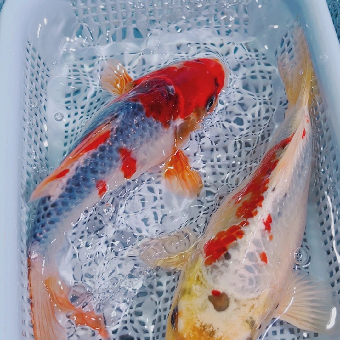 锦鲤锦鲤冷水鱼观赏129