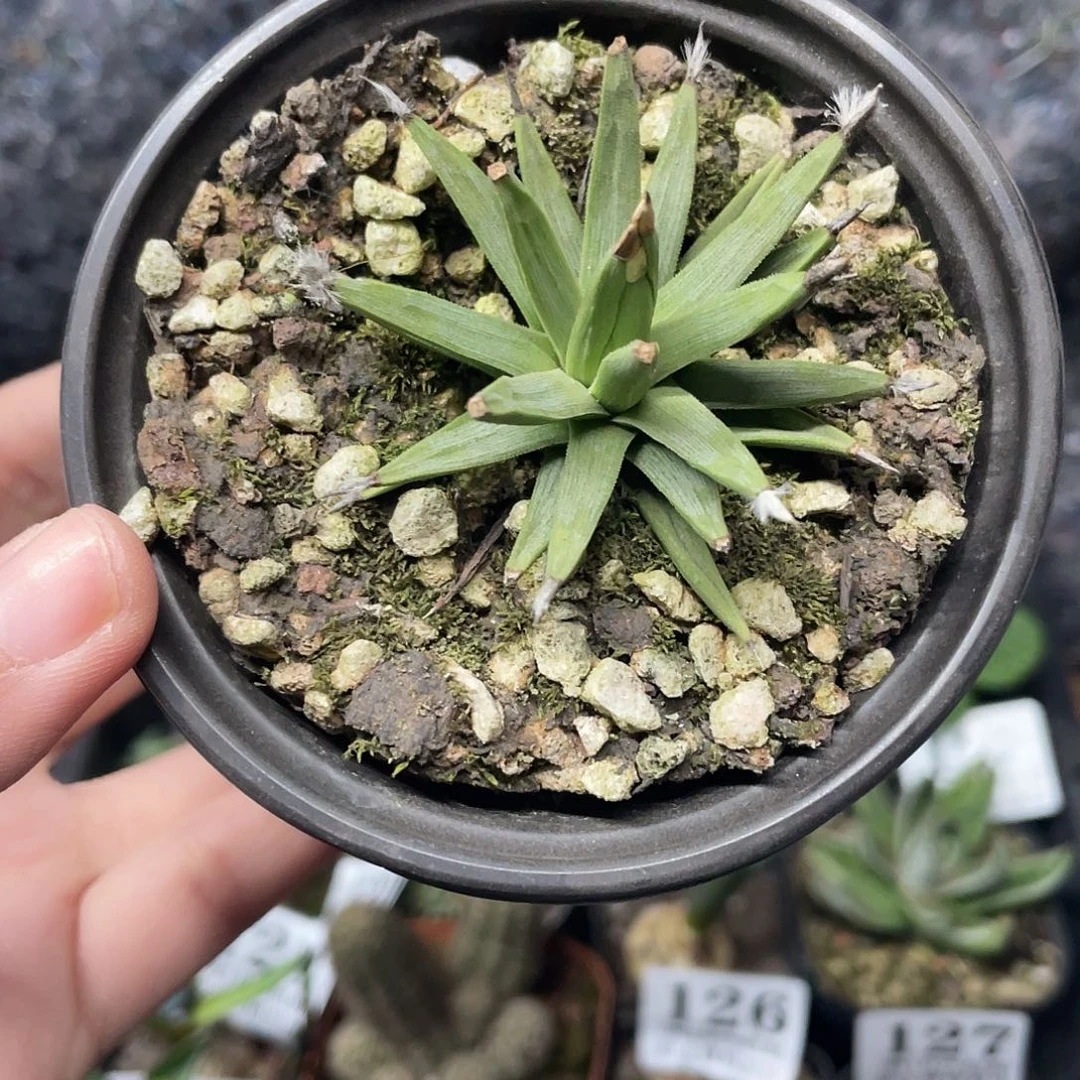 186棉花龙仙人球植物