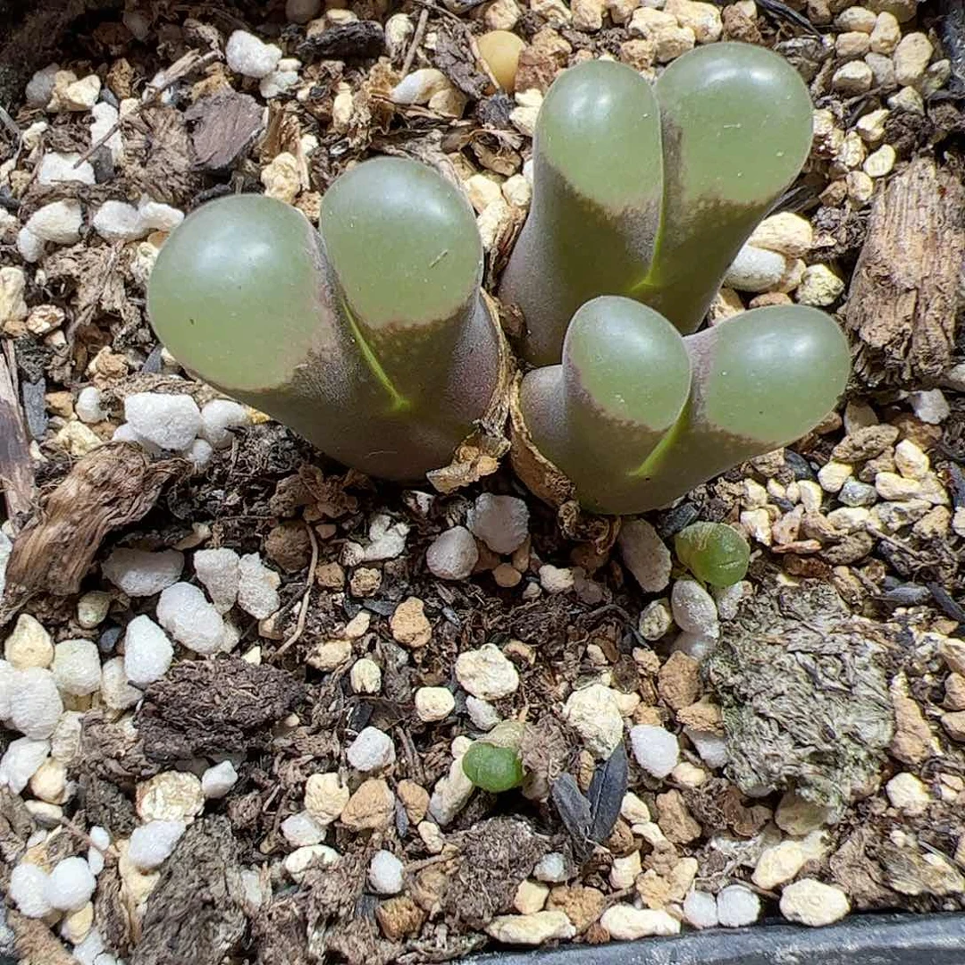 【闪购商品】146 风铃