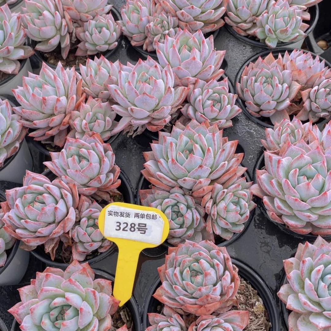 328号 老桩精品粉蓝鸟多头群一个