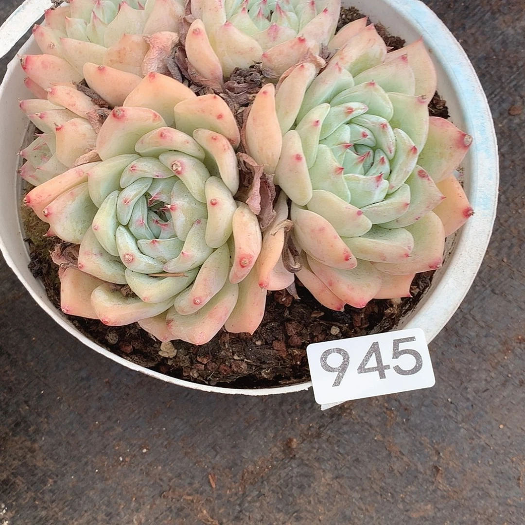 945拉糖一物一拍多肉