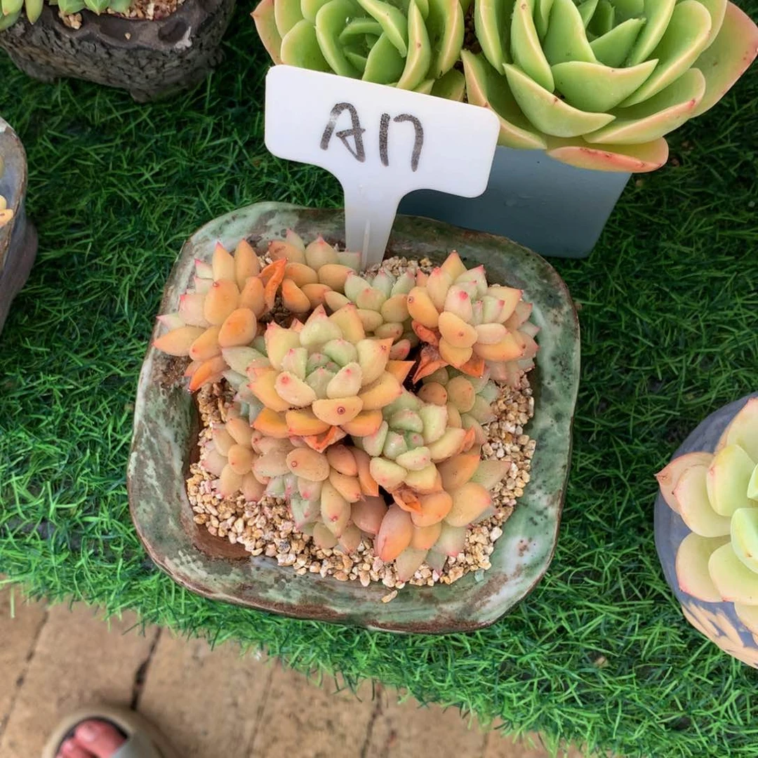 宁***鱼黄金象牙多肉植物