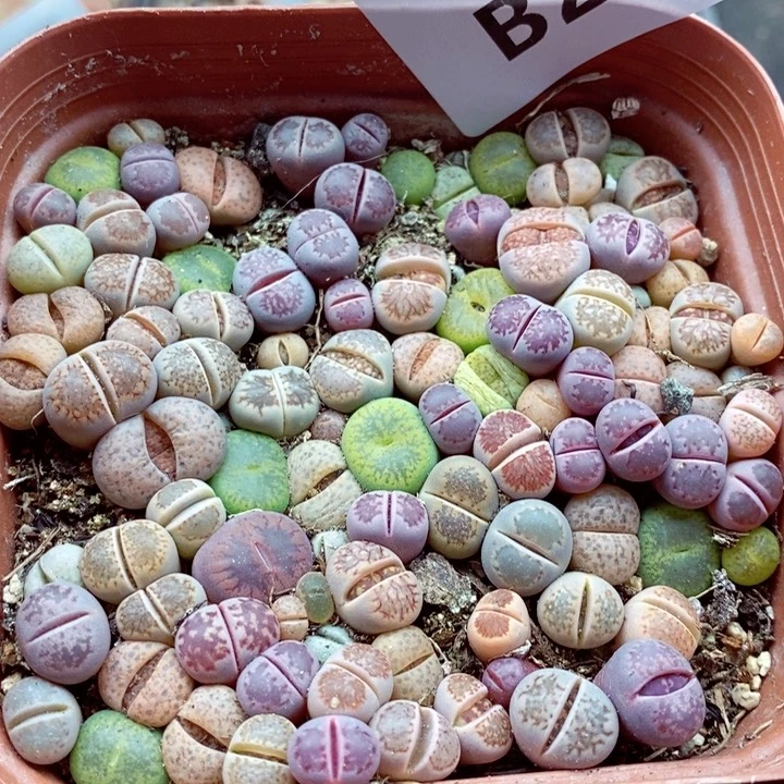 我的小姐姐们都是207