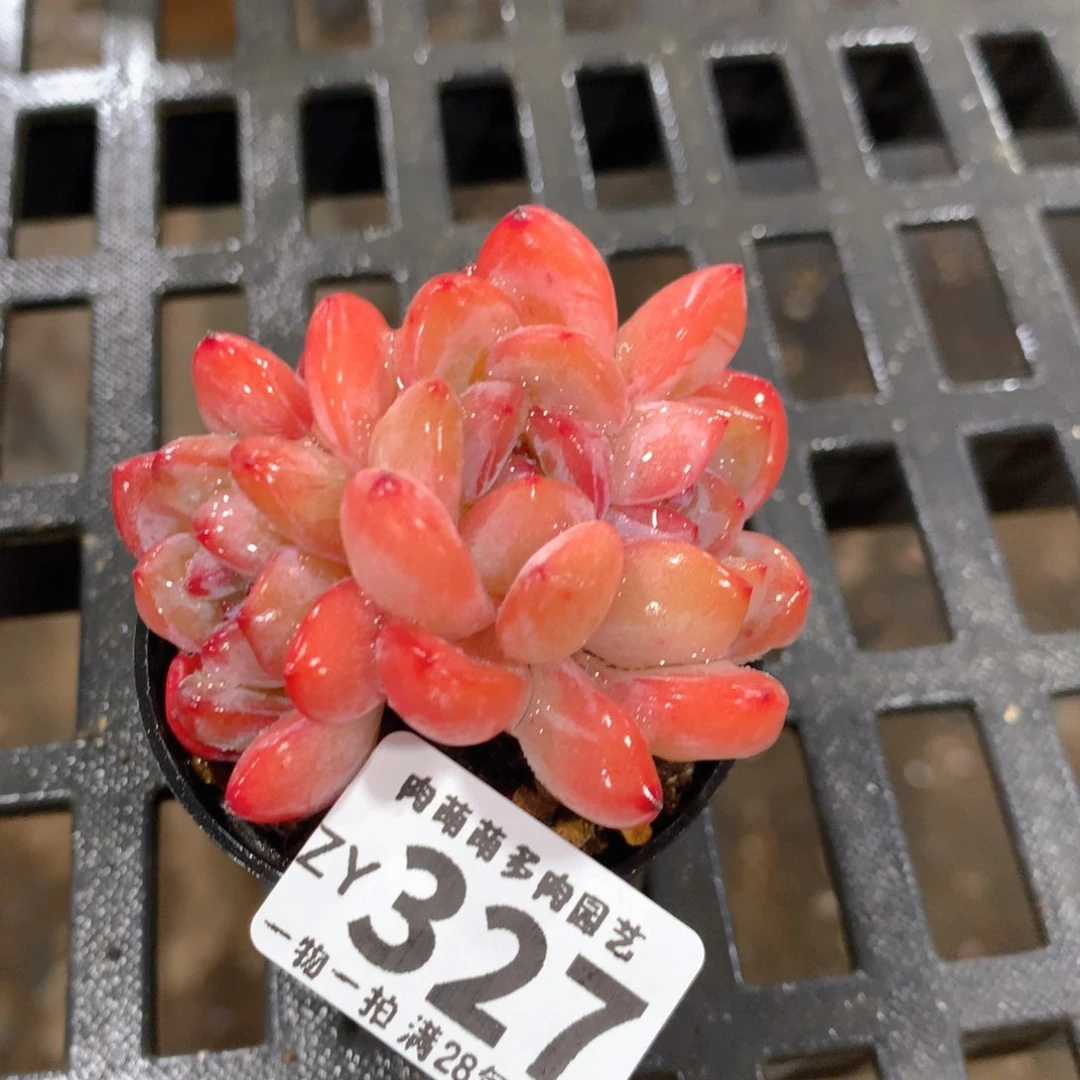 肉萌萌拇指盆精控多肉ZY327