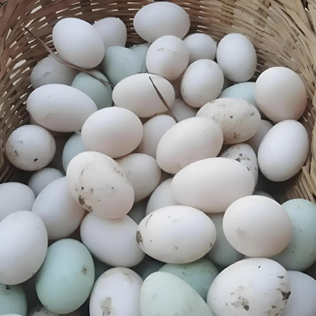 农家散养新鲜鸭蛋绿壳红心营养丰富可腌制食用
