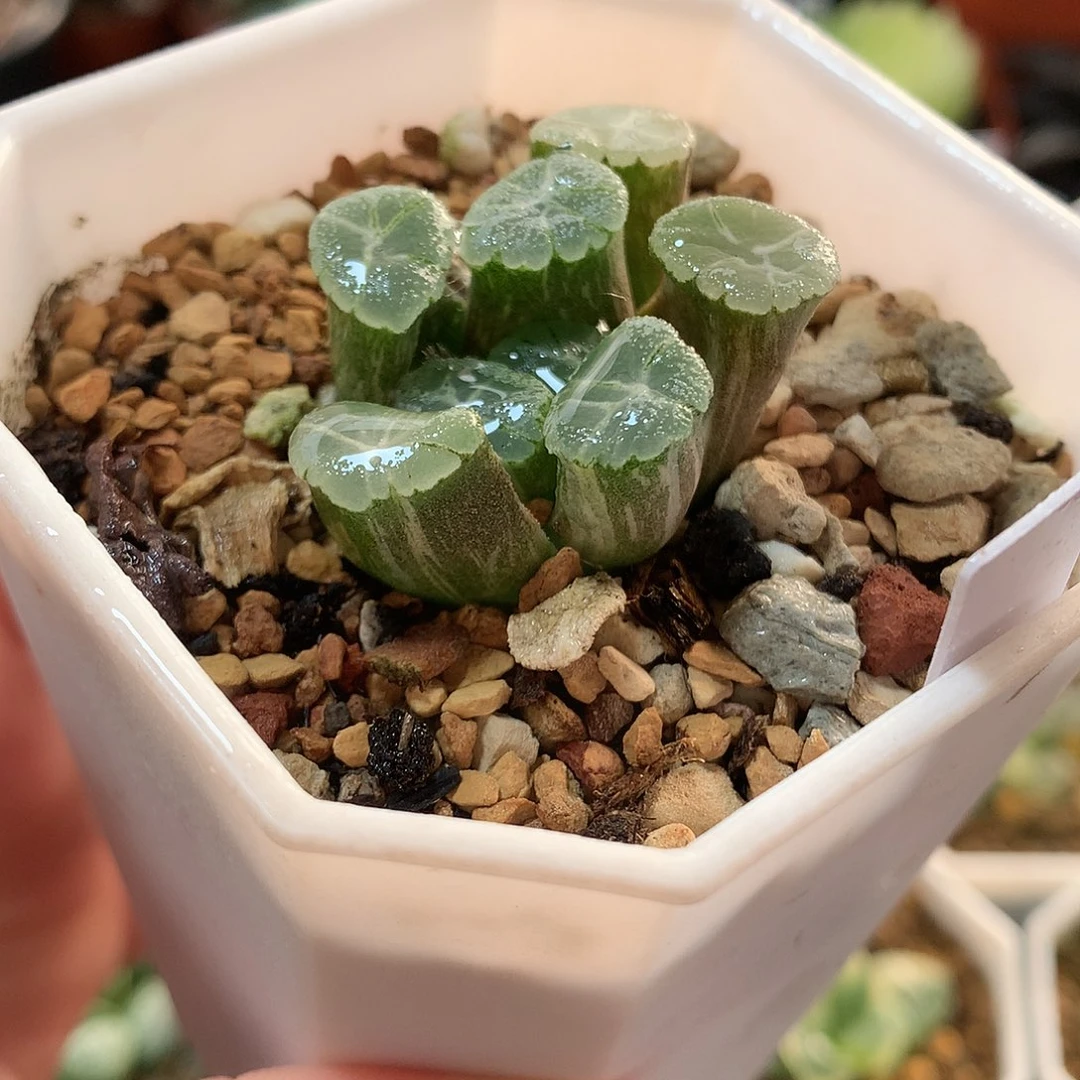 46号幽灵万象锦一物一拍