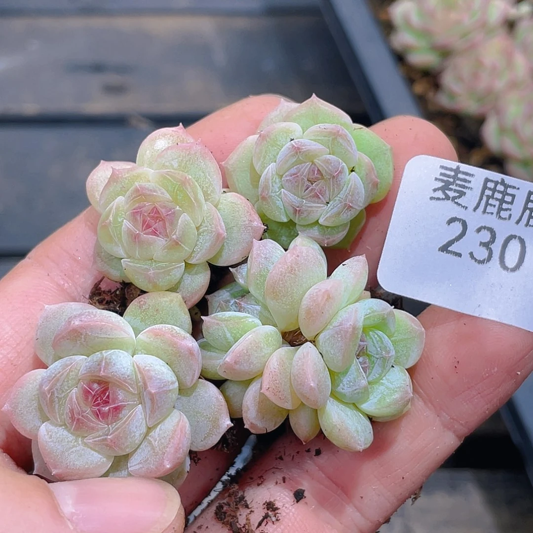 侯***2230 定。