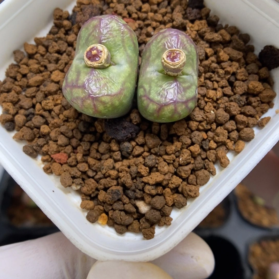 多肉植物肉锥杂交K-003