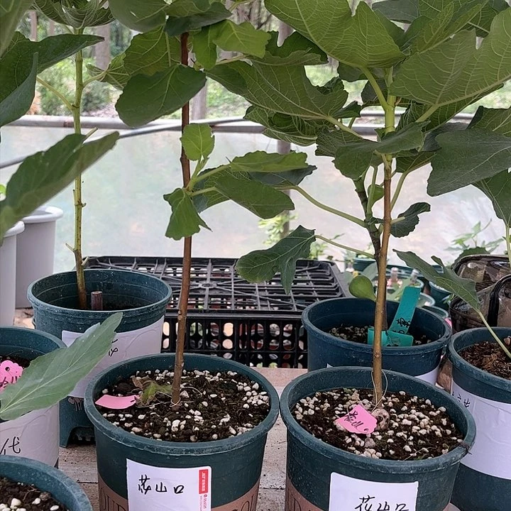 无花朵一物一拍原盆发货