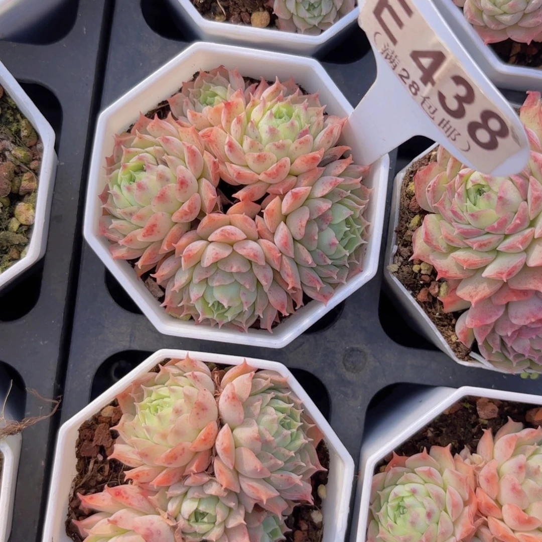 E438西府海棠一物一拍