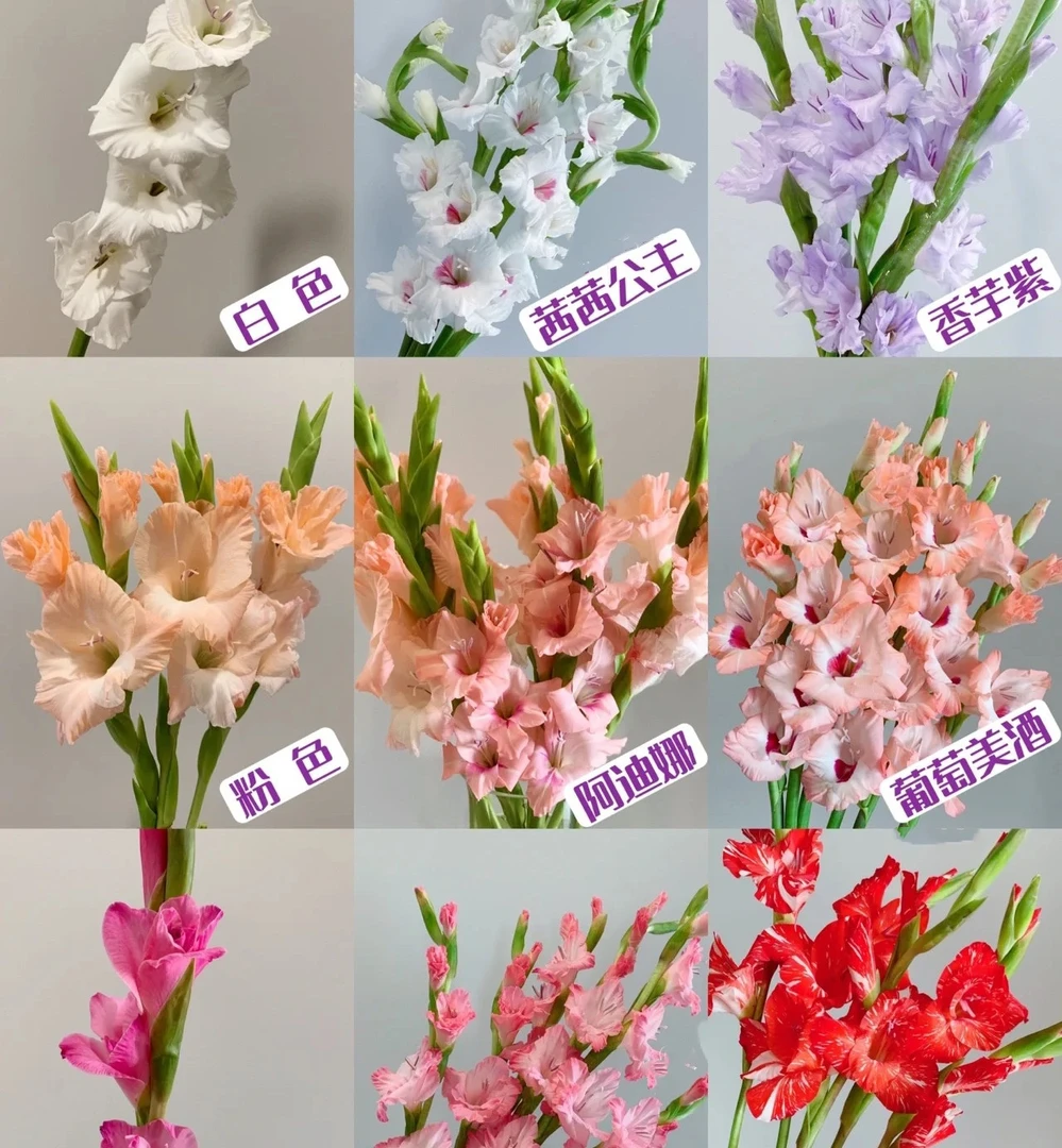 剑兰一把10支   节节高  云南基地鲜花   基地直发