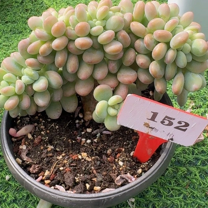 洛神缀化152多肉植物一物一拍
