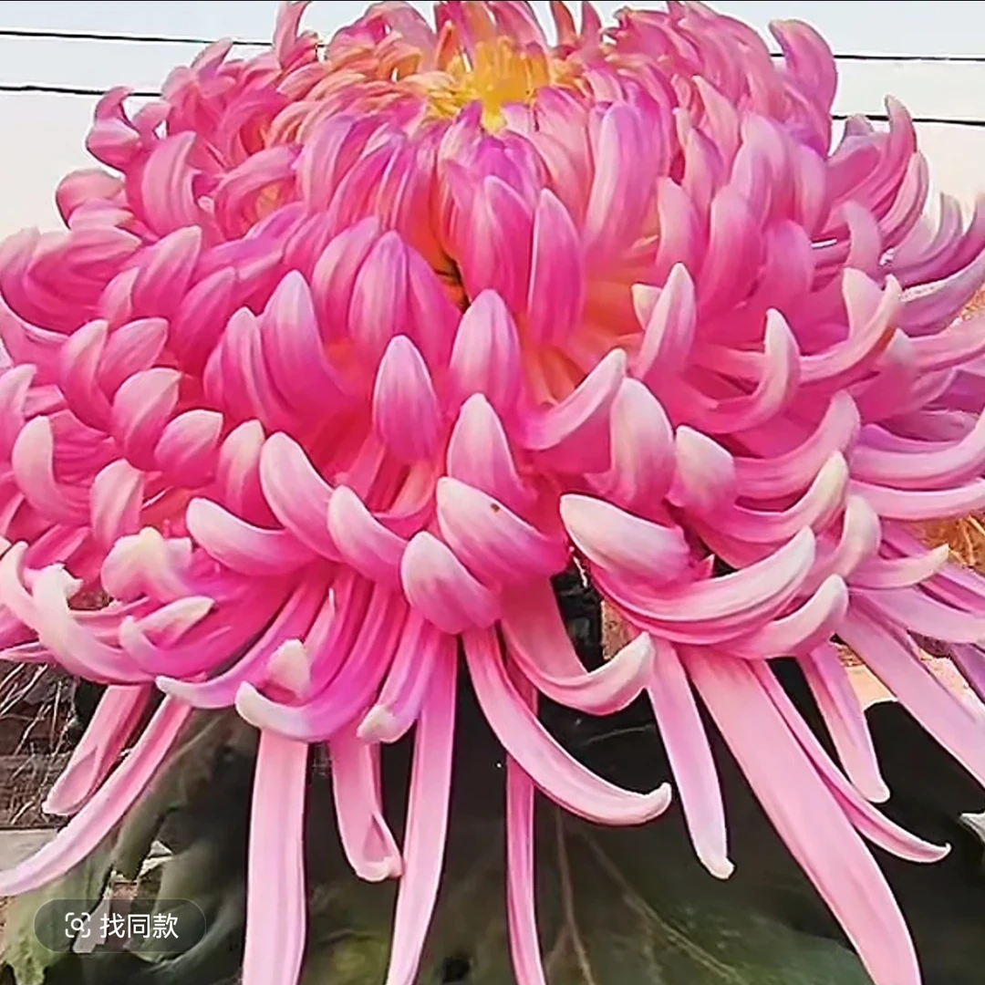 盘龙宝翊华菊花苗耐寒耐热阳台庭院地栽