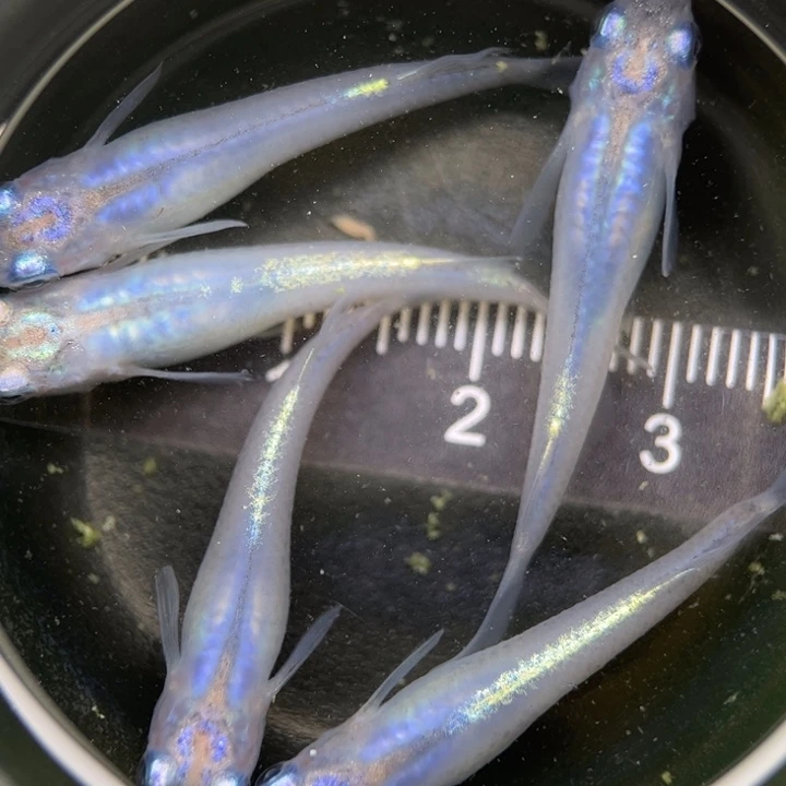 海水鱼水滴6号青鳉