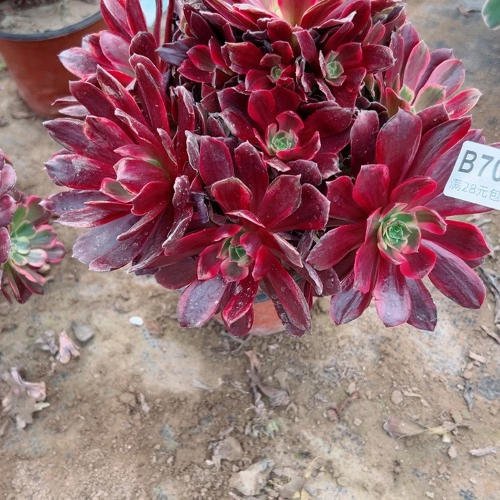 705赤霞飞多肉植物