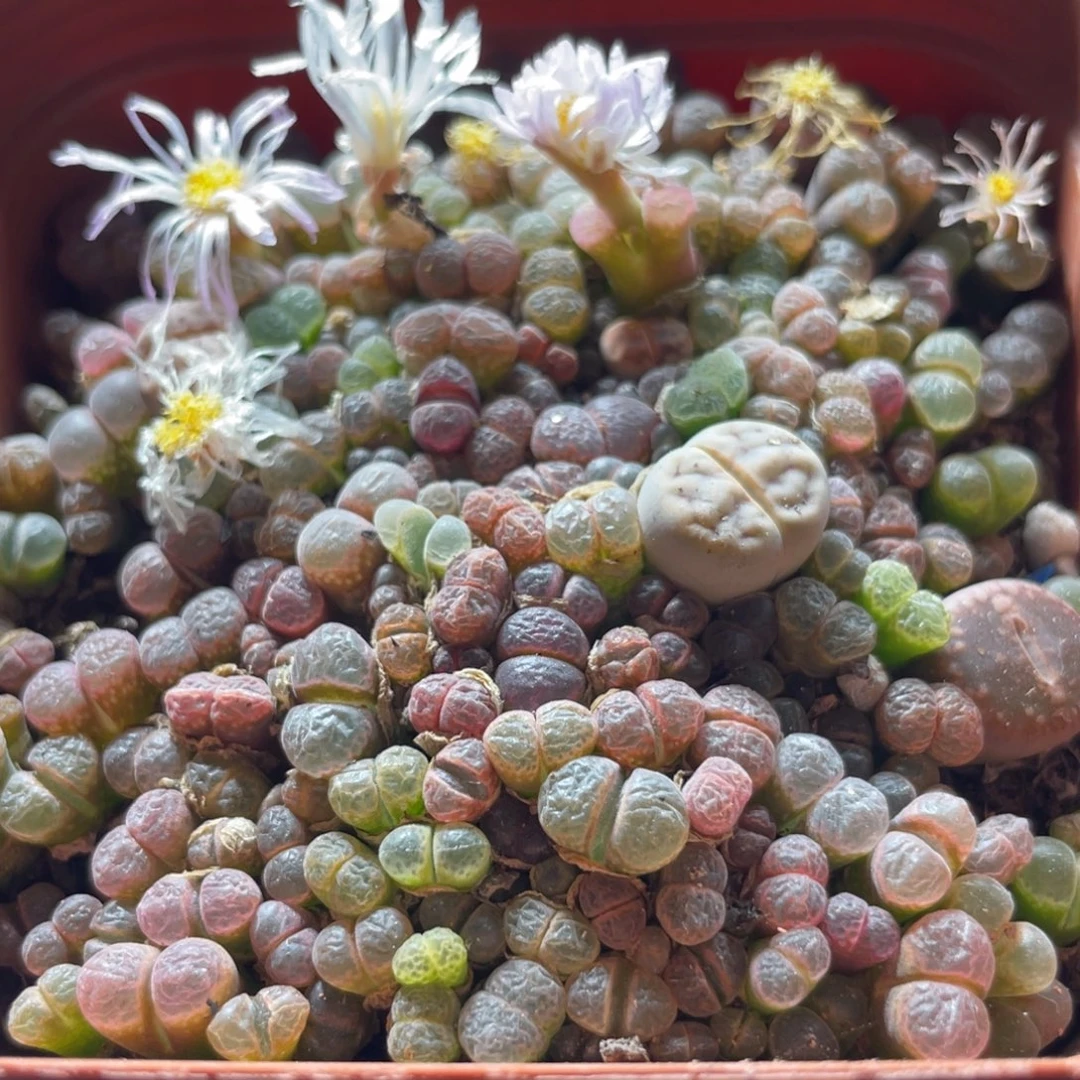 五彩风铃一物一拍～2