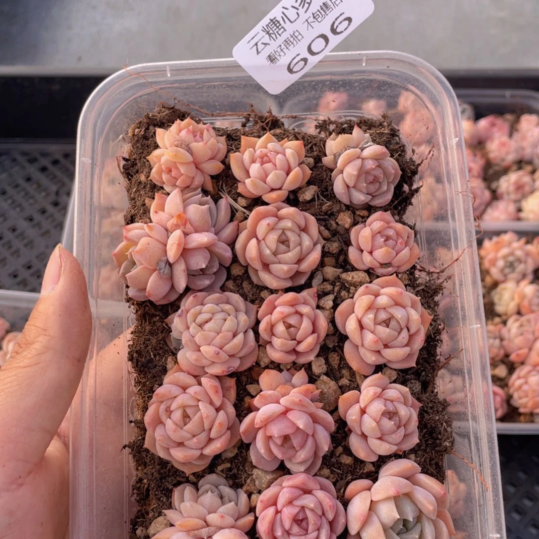 云糖心多肉植物606