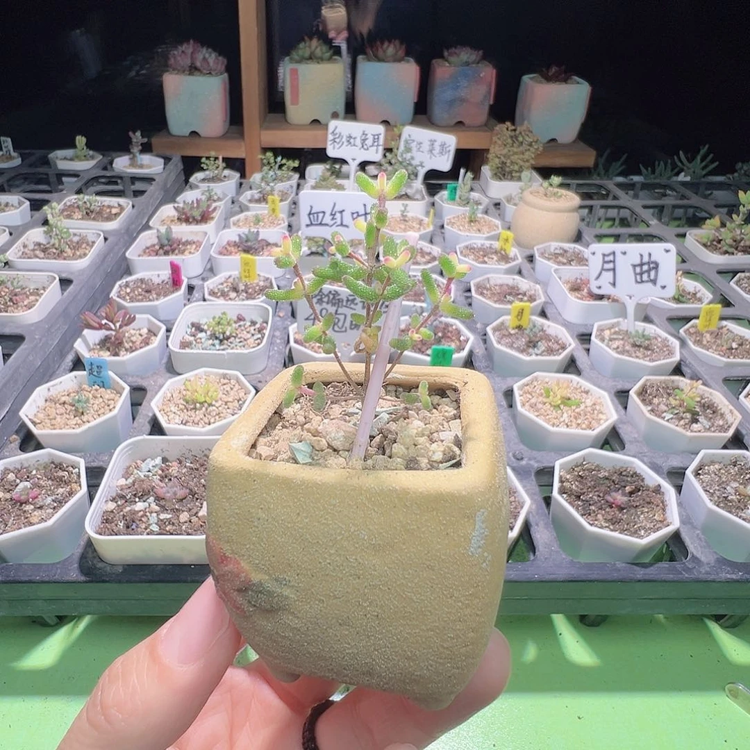 带盆，2664糖球锦，拍下不退不换