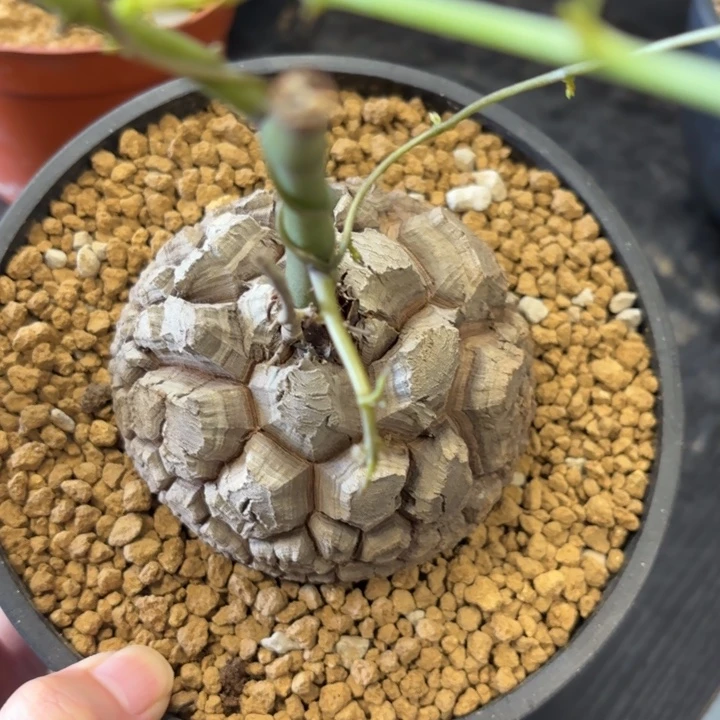 893号龟甲龙带盆包邮不退不换