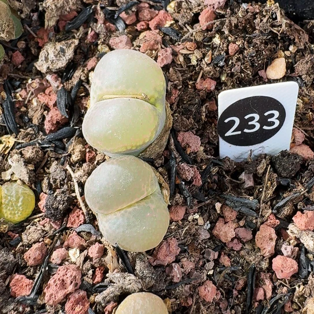 多肉植物福利风铃233
