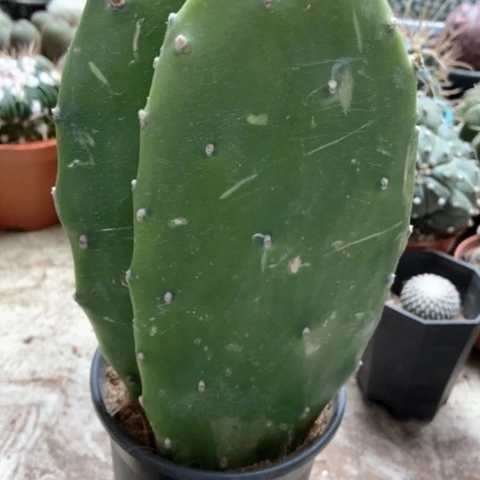 烟直仙人球15米仙人球