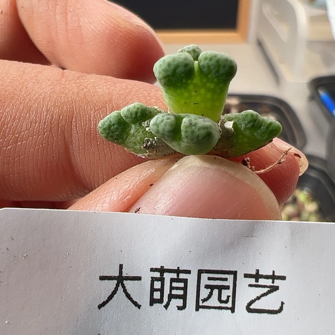 一物一拍园艺ARM714B鹿角斑马。865