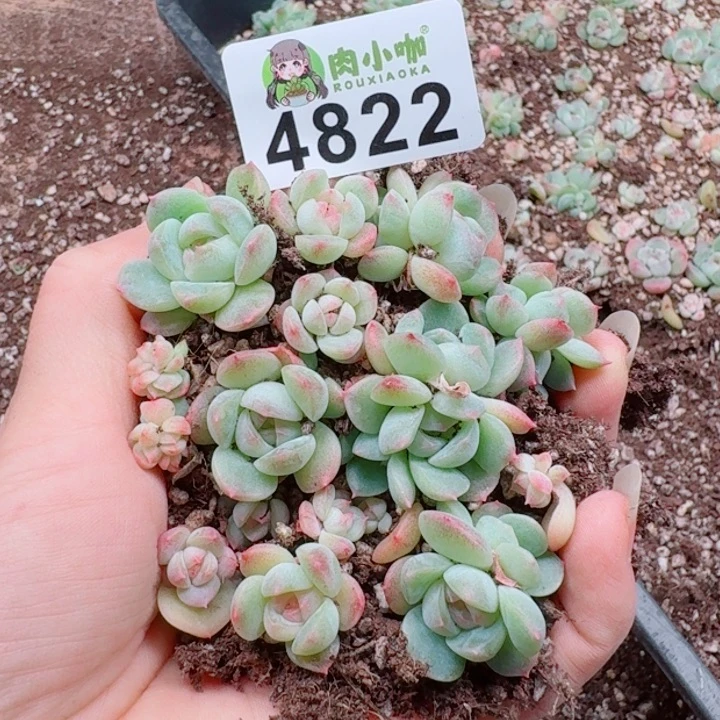 多肉植物多肉植物