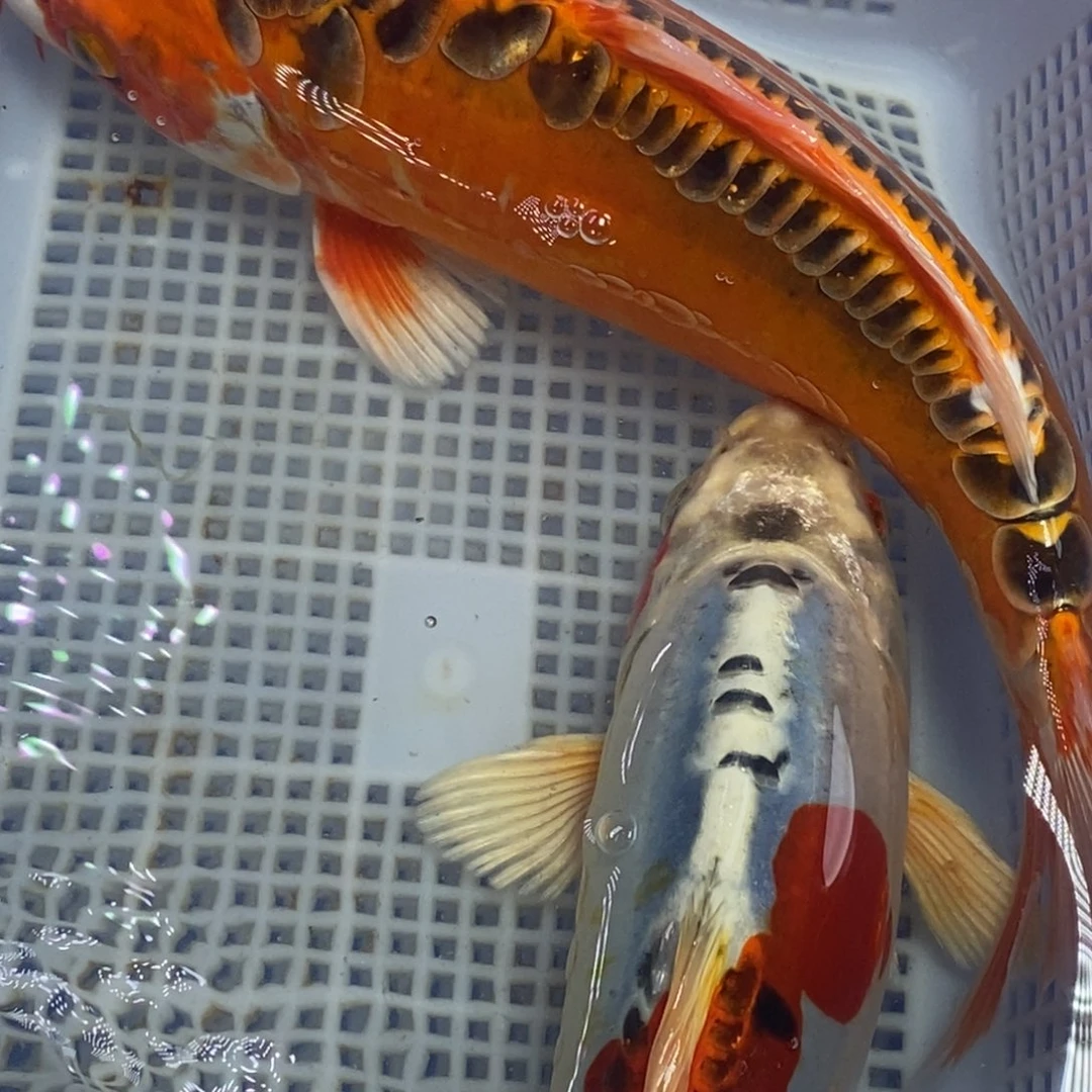 锦鲤冷水锦鲤包邮