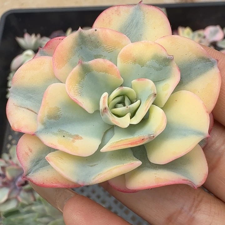奶油仙子锦腹轮锦一颗