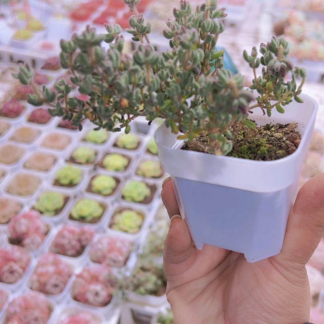 红宝石枝干19包邮多肉