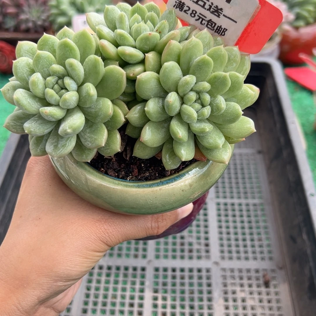 表妹精品多肉植物771.