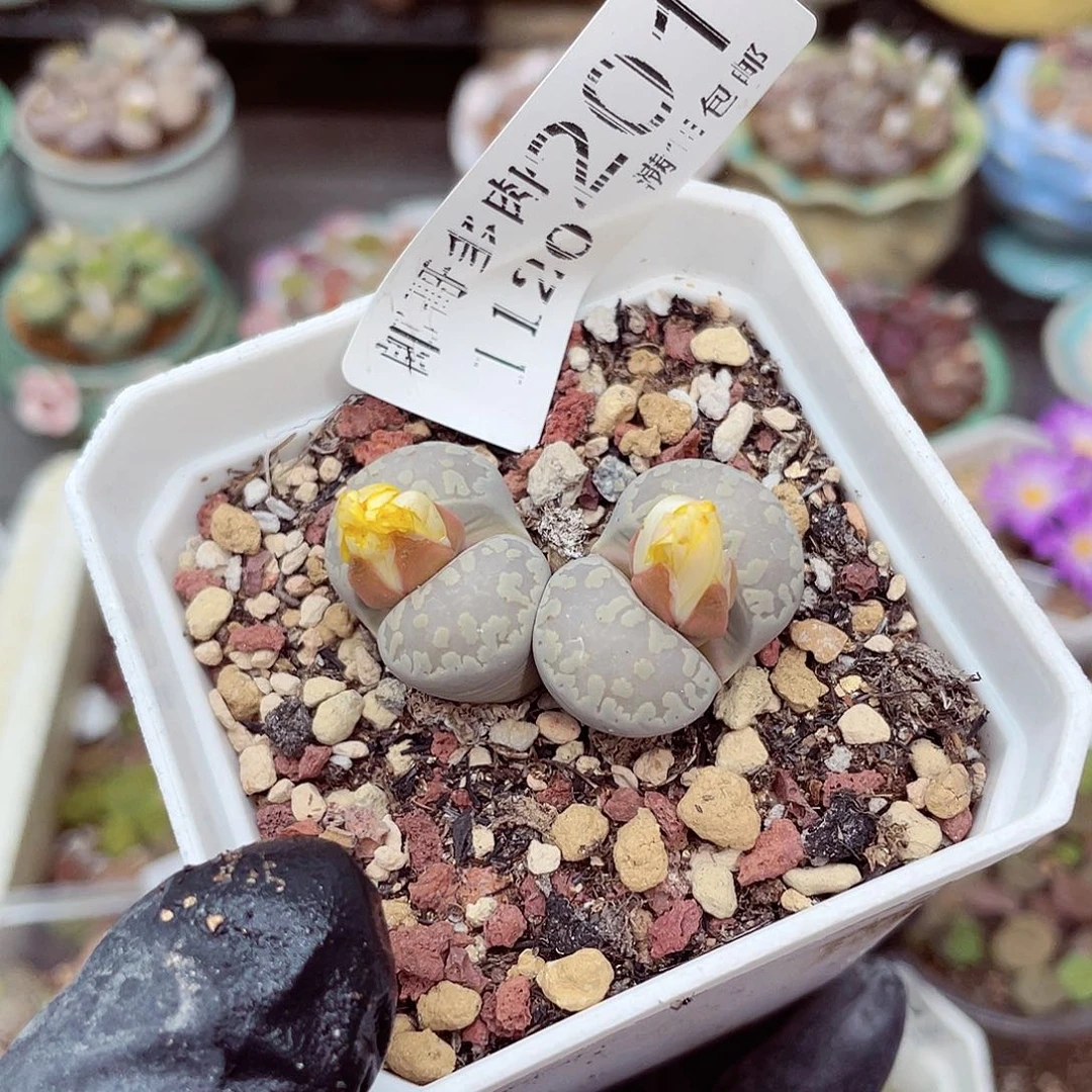 生石花满18包邮1120-201