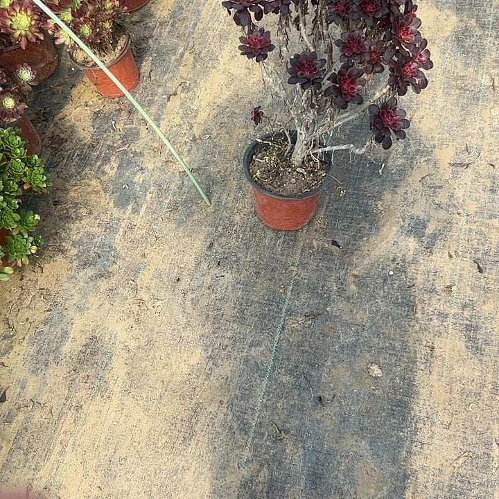 恶*多肉法师植物链接10