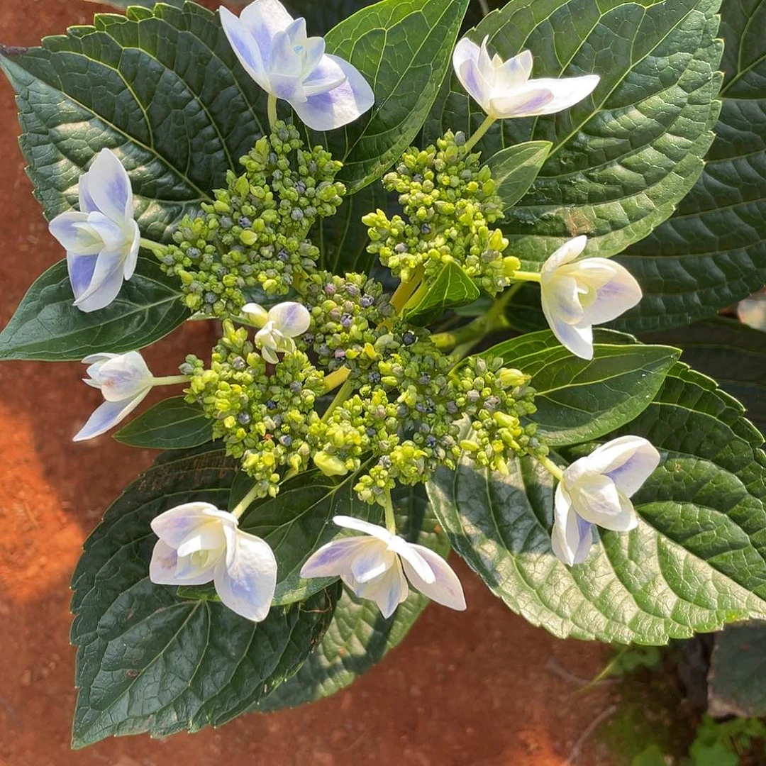 绣球切花一物一拍3枝包邮，51