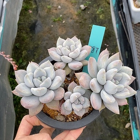 787多肉植物老桩