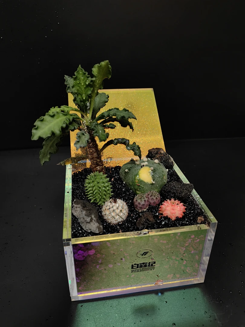 炫彩亚克力潮流植物微景观 一物一拍