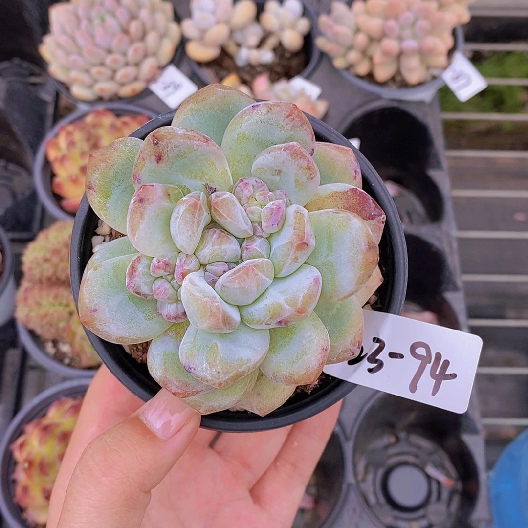 罗***敏   23-94- 专拍 梦露单头石化一颗