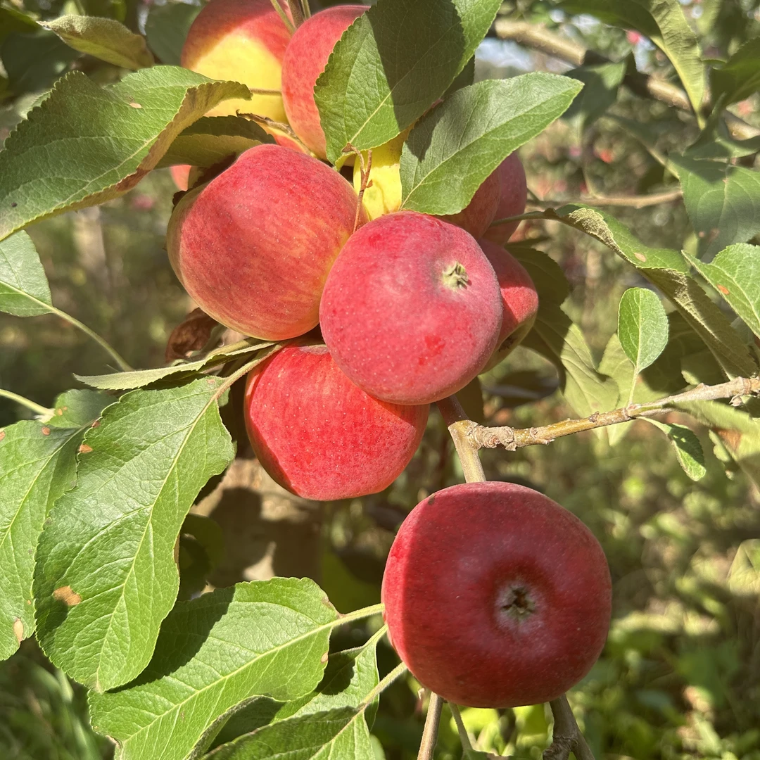 正宗云南高原红露樱桃小苹果甜脆爽口现摘现发