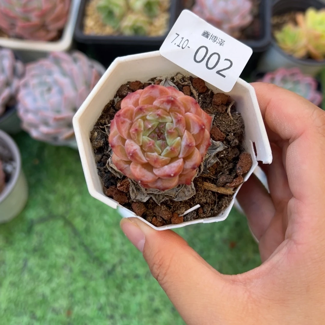 _*晚定向7.10-002 单头