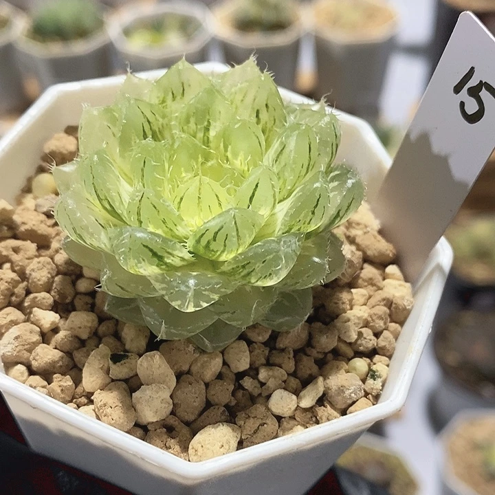 翠云十二卷多肉植物