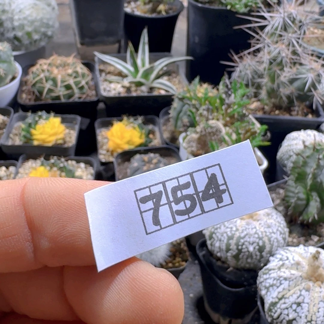*****754白檀缀化另选一个带盆发货