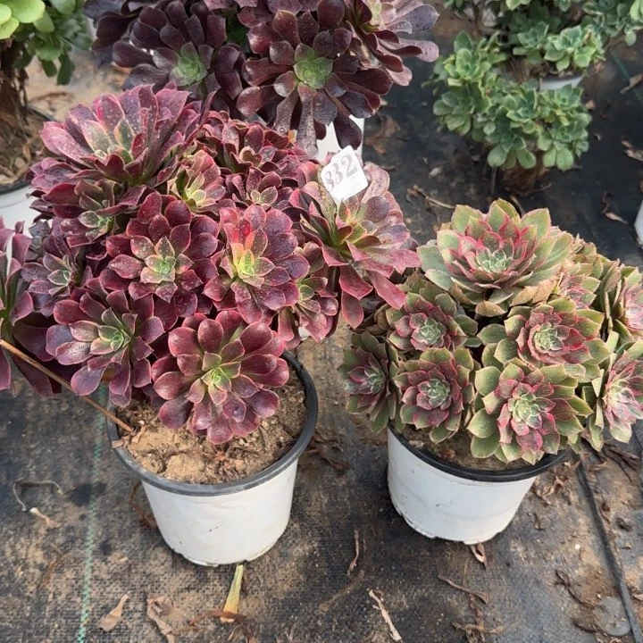 832金丝雀➕莲花座包邮。