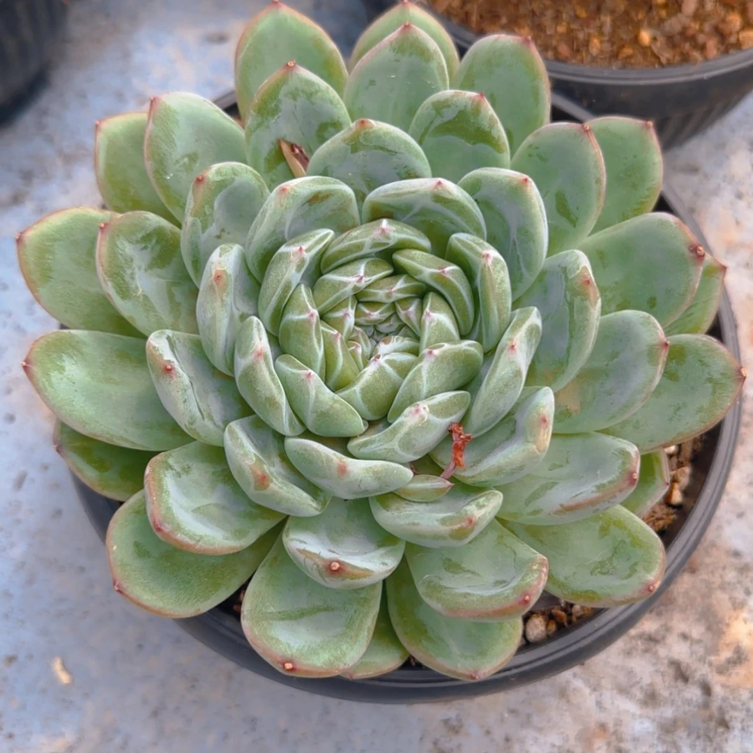 【闪购商品】母本雪花珍妮