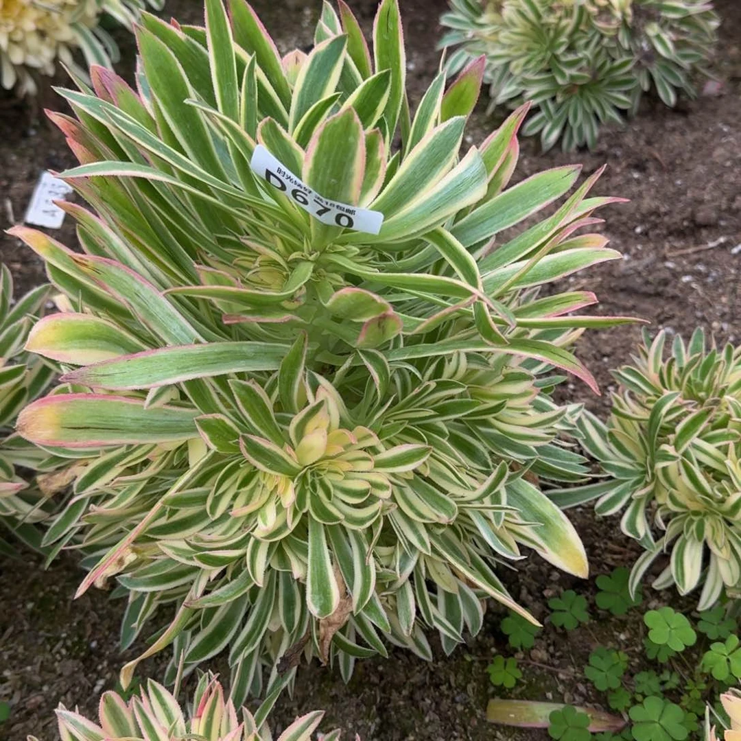 毕****园670夕颜多肉植物